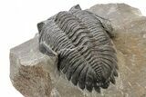 Detailed Hollardops Trilobite - Ofaten, Morocco #216565-4